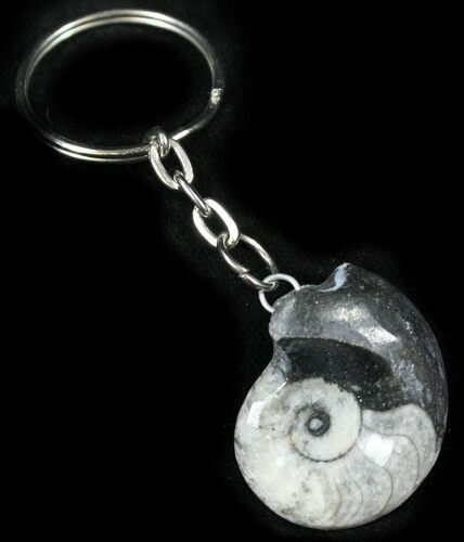 Fossil Goniatite Keychain #26155